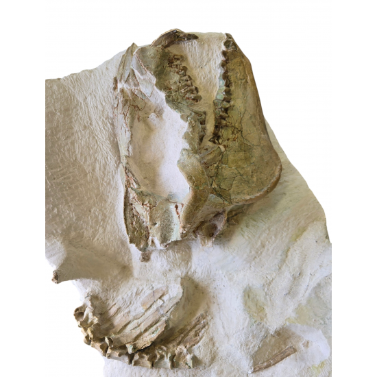 Miniochoerus gracilis