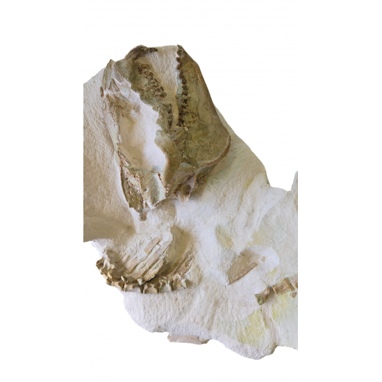 Miniochoerus gracilis