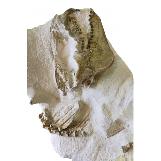 Miniochoerus gracilis