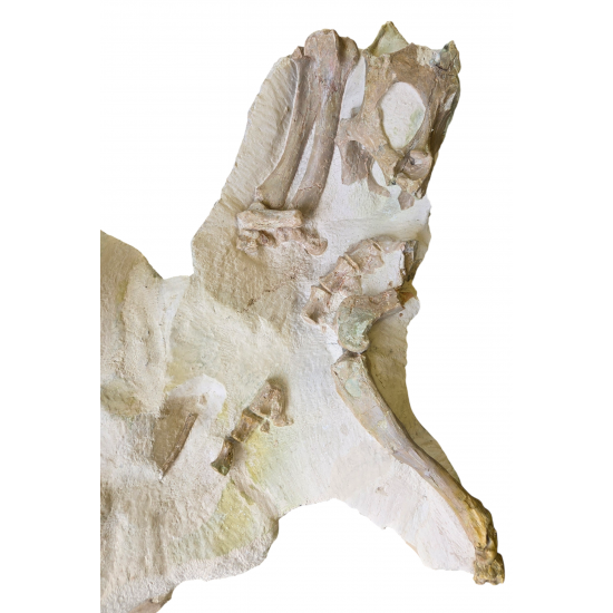 Miniochoerus gracilis