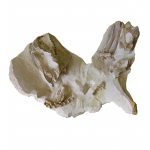 Miniochoerus gracilis