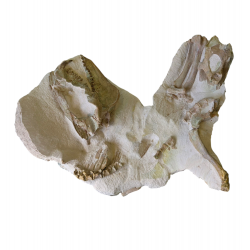 Miniochoerus gracilis