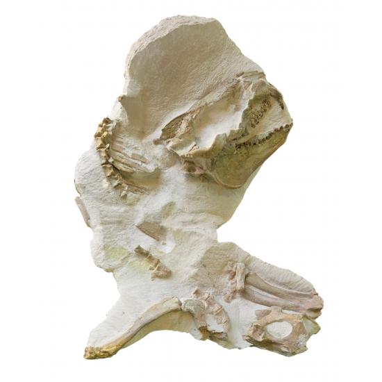Miniochoerus gracilis