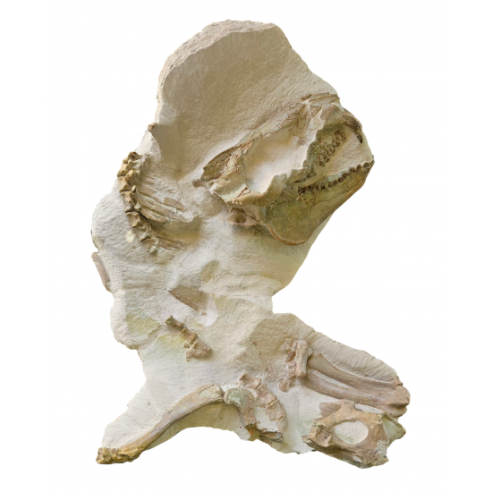 Miniochoerus gracilis