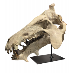 archaeotherium mortoni (skull 3D)