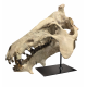 archaeotherium mortoni (skull 3D)