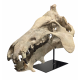archaeotherium mortoni (skull 3D)
