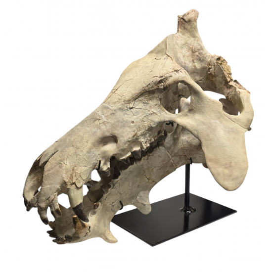 archaeotherium mortoni (skull 3D)