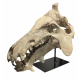archaeotherium mortoni (skull 3D)