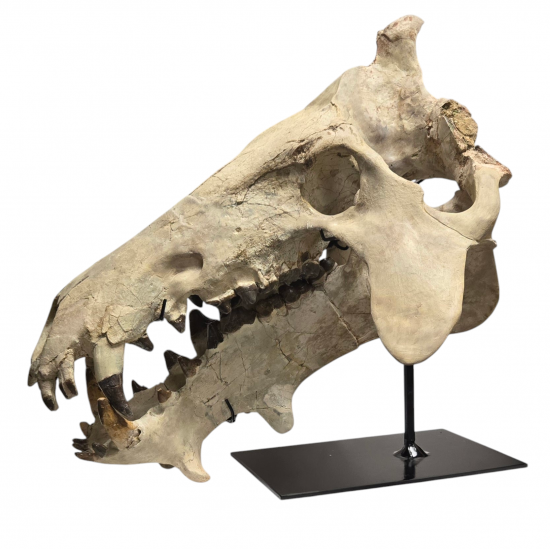 archaeotherium mortoni (skull 3D)