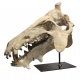 archaeotherium mortoni (skull 3D)