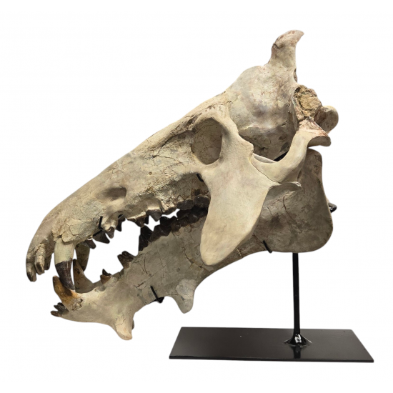 archaeotherium mortoni (skull 3D)