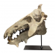 archaeotherium mortoni (skull 3D)