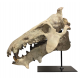 archaeotherium mortoni (skull 3D)