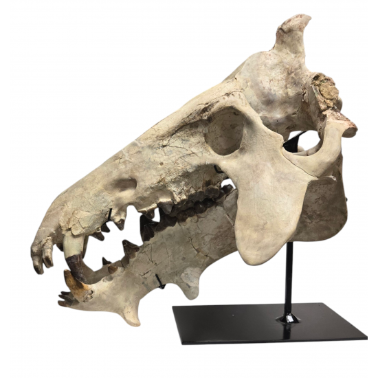 archaeotherium mortoni (skull 3D)