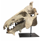 archaeotherium mortoni (skull 3D)