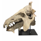 archaeotherium mortoni (skull 3D)
