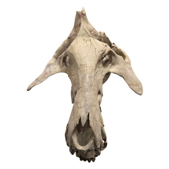 archaeotherium mortoni (skull 3D)