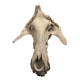 archaeotherium mortoni (skull 3D)