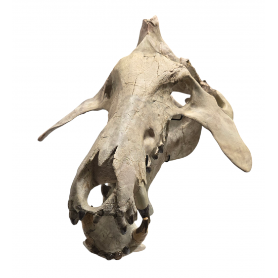 archaeotherium mortoni (skull 3D)