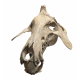 archaeotherium mortoni (skull 3D)