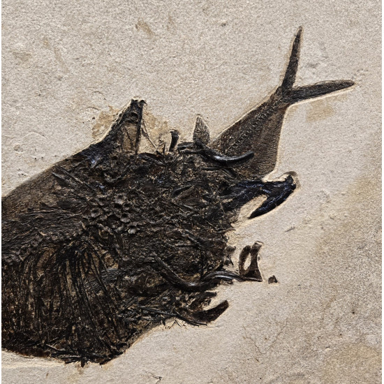 Huge diplomystus Dentatus Aspiration diplomystus dentatus