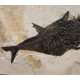 Huge diplomystus Dentatus Aspiration diplomystus dentatus