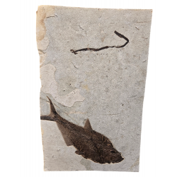 Grand diplomystus dentatus et plante