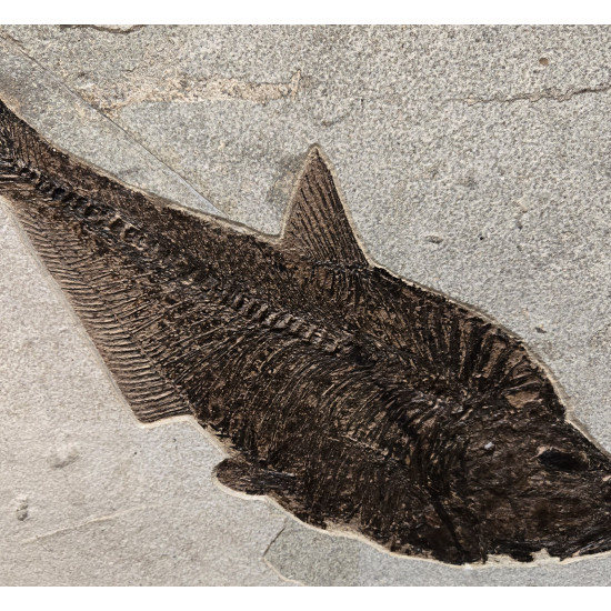 Huge diplomystus Dentatus and Plant