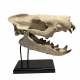 Hyaenodon horridus (skull)