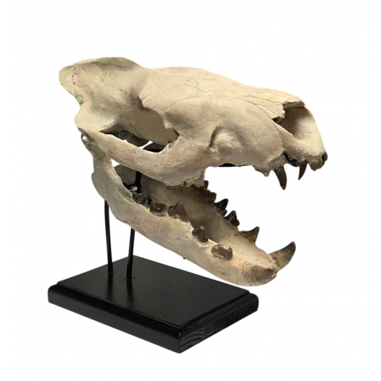 Hyaenodon horridus (skull)
