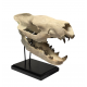 Hyaenodon horridus (skull)