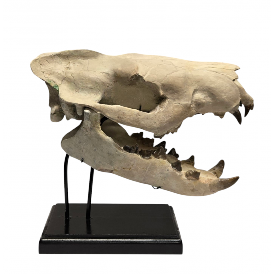 Hyaenodon horridus (skull)