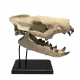 Hyaenodon horridus (skull)