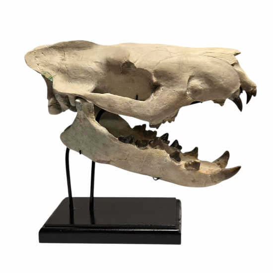 Hyaenodon horridus (skull)