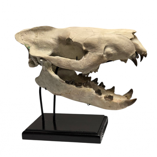 Hyaenodon horridus (skull)