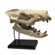 Hyaenodon horridus (skull)