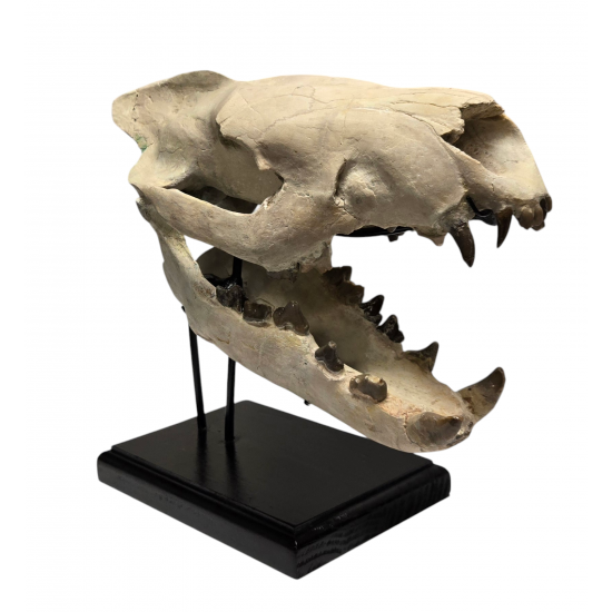 Hyaenodon horridus (skull)