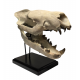 Hyaenodon horridus (skull)