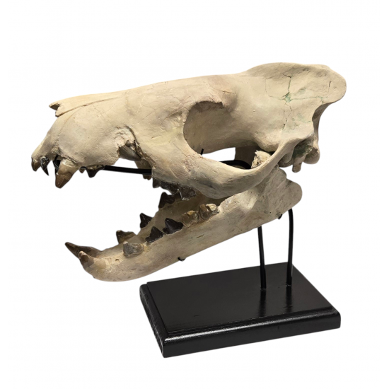 Hyaenodon horridus (skull)