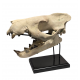 Hyaenodon horridus (skull)