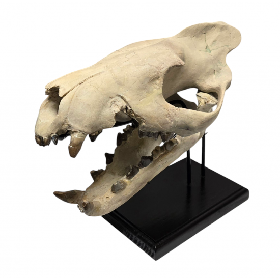 Hyaenodon horridus (skull)