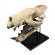 Hyaenodon horridus (skull)