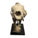 Hyaenodon horridus (skull)