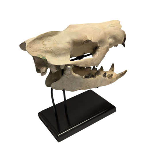 Hyaenodon horridus (skull)