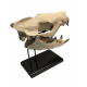 Hyaenodon horridus (skull)