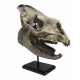Hyracodon nebraskensis (skull)