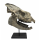 Hyracodon nebraskensis (skull)