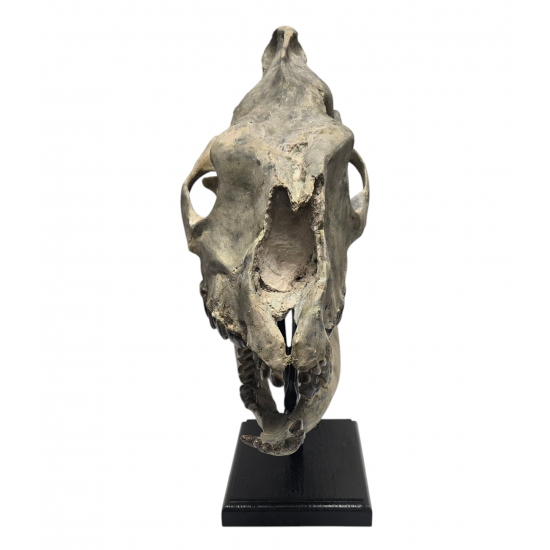 Hyracodon nebraskensis (skull)