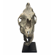 Hyracodon nebraskensis (skull)